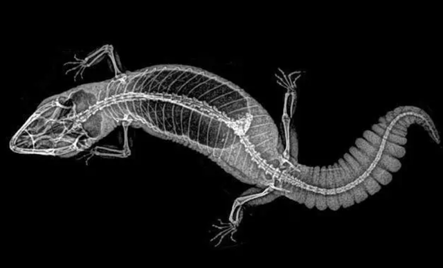壁虎的寿命，壁虎的寿命有10年吗（为何能位居“五毒”之一）
