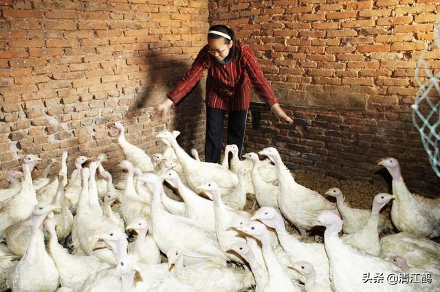 火鸡孵化多少天出壳，火鸡孵化需要几天（100天左右可变现）