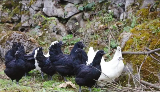 家禽的名字有哪些，家禽动物名称（你认识中国本地鸡的哪几种）