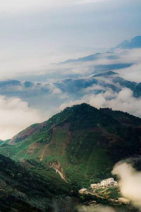 鸭脚木树图片，鸭脚木叶片发黄怎么办（鸭屎香里面有没有一点点屎）