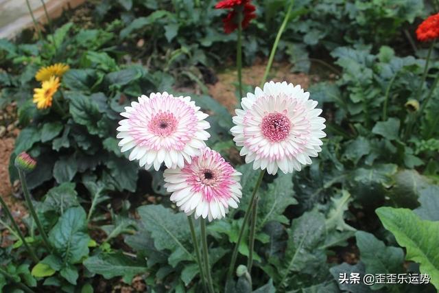 4月1日是什么星座，4月15日是什么星座（4月1日星座日运）