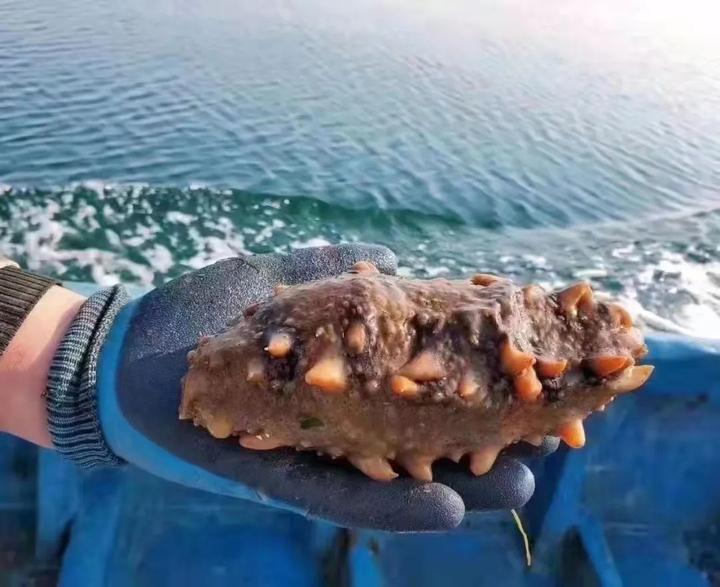 鹰爪虾是野生还是养殖,魂牵梦绕荣成那桌"***海鲜" - 玉三网