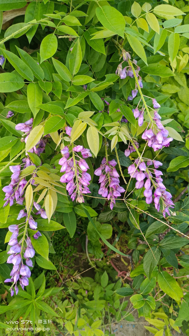 紫藤花寓意及花语，紫藤花的花语和寓意（寓意紫气东来好兆头）