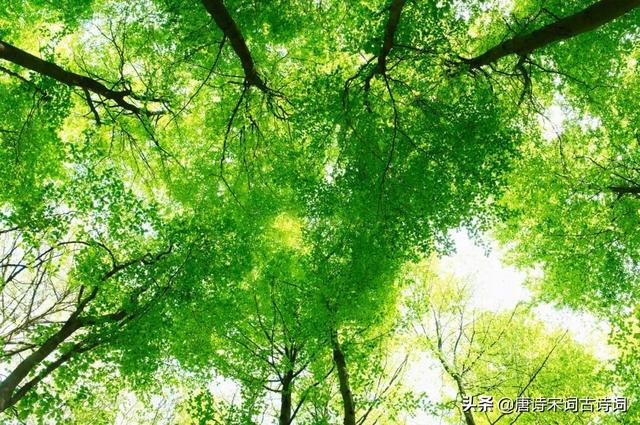 梅子黄时日日晴，梅子黄时日日晴全诗的意思（初夏风光好，绿阴已长成）