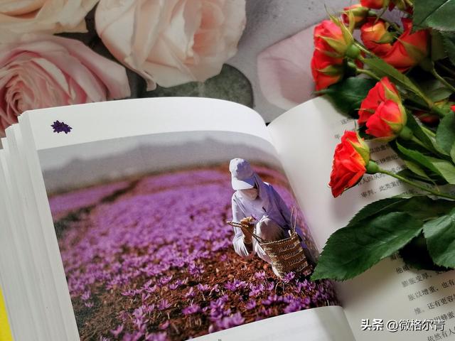 玫瑰的花语和它的传说，玫瑰的花语和它的传说有关（花朵在人类文明中的历史故事）