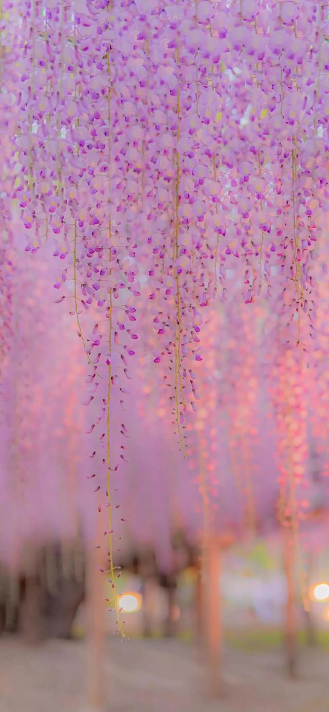 关于烟花的唯美的句子，关于烟花的唯美句子大全（烟花的句子唯美短句）