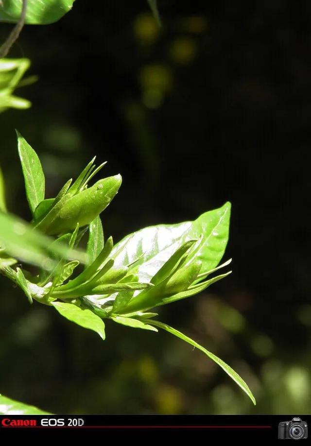 栀子花开歌词完整版，栀子花开歌词表达什么意思（栀子花开-原创）