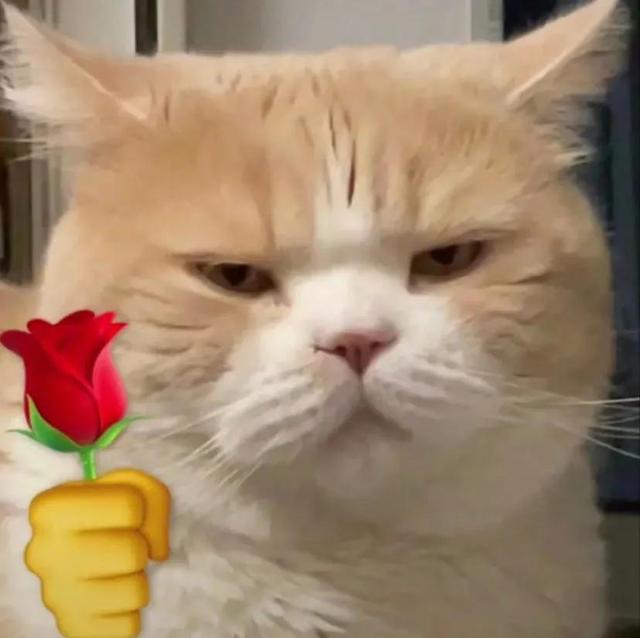 沙雕霸气猫咪的头像图片