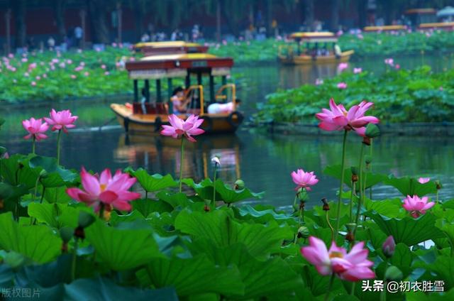 有关荷花的古诗，有关荷花的诗句古诗（溯源六月荷花节）