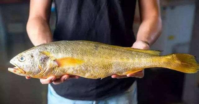 黄瓜鱼一斤多少钱,食用鱼类价格排名(江浙沿海大黄鱼每斤20多)