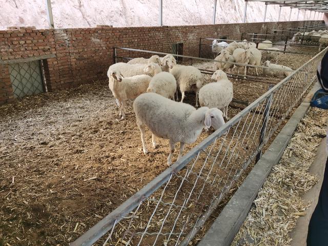 湖羊优点有哪些，湖羊两个亮点你需要知道