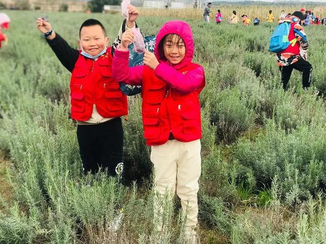 普罗旺斯薰衣草花语，普罗旺斯薰衣草简介（威海临港竟藏有一个“普罗旺斯”）