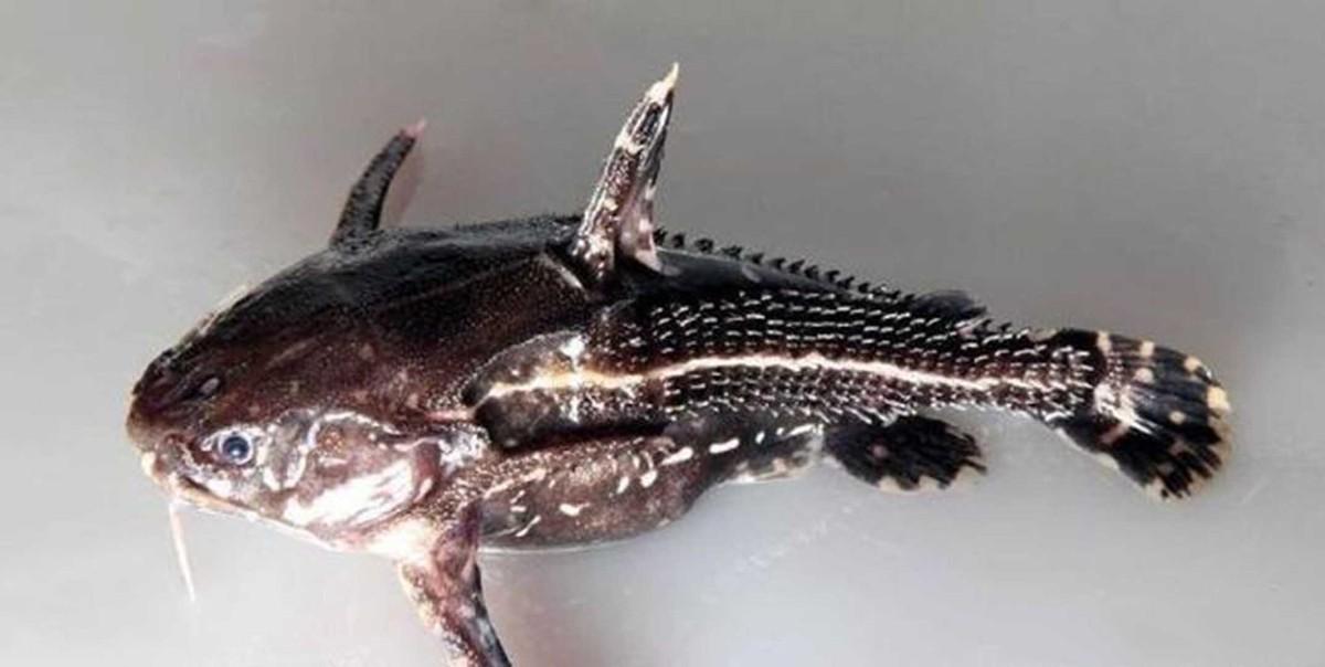 红食人鲳,生猛残暴的食人鱼 - 玉三网