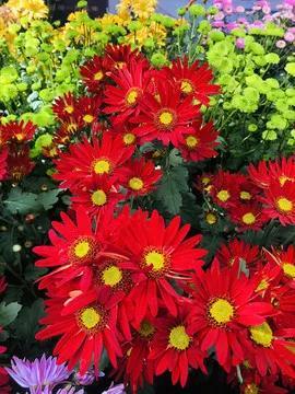 同学情谊的句子，珍惜同学情谊的句子（道一声秋安）