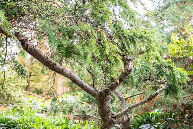 西洋接骨木的习性和用途详解，西洋接骨木的功效（40种适合庭院花园的常见灌木植物）