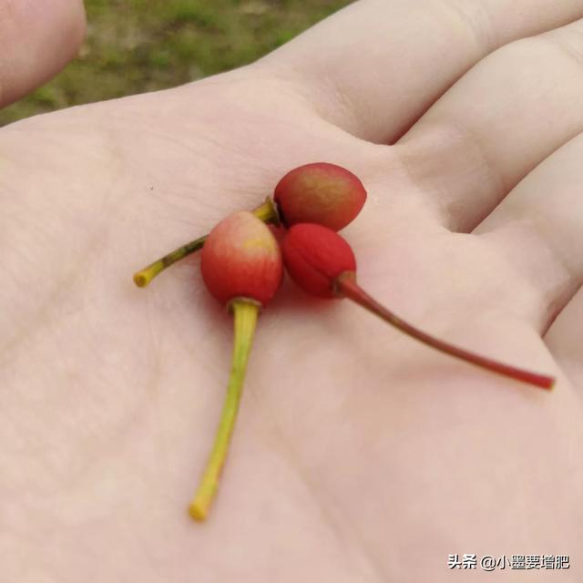 樱花结果吗 果实可以吃吗，樱花可以吃吗（我替你们尝了尝……）