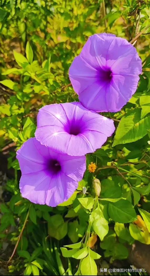 莺歌燕舞是什么季节，柳绿花红莺歌燕舞是什么季节（百花争艳的季节）
