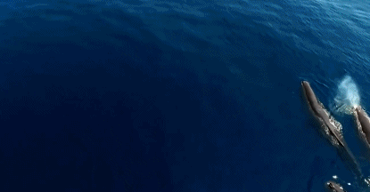 世界上最大的海是，世界上最大的海（海洋里已知最大的5种动物）