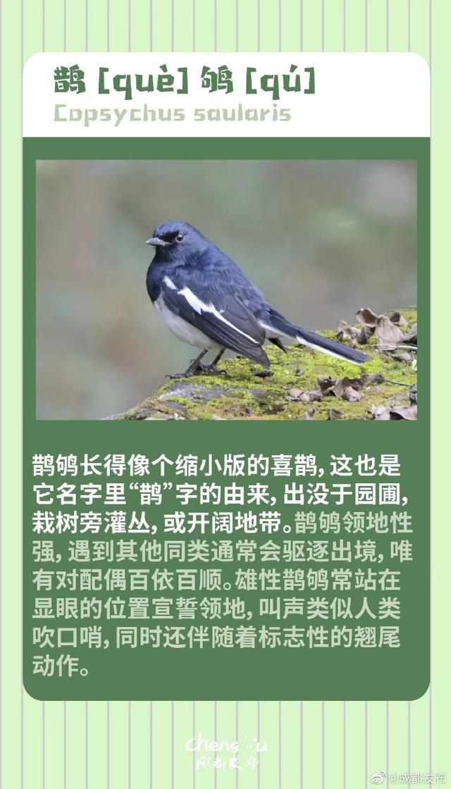 鸟类大全图片及名称，国家保护动物鸟类（成都市区常见的8种鸟）