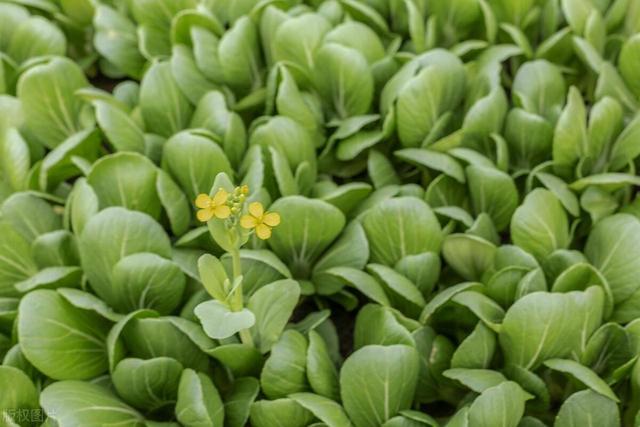 27种蔬菜的种植方法，适合初学者种植的10种蔬菜