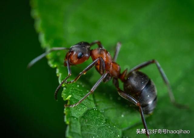 hetui是什么意思网络用语，吐痰表情包 微信（蚂蚁也会“刷朋友圈”）