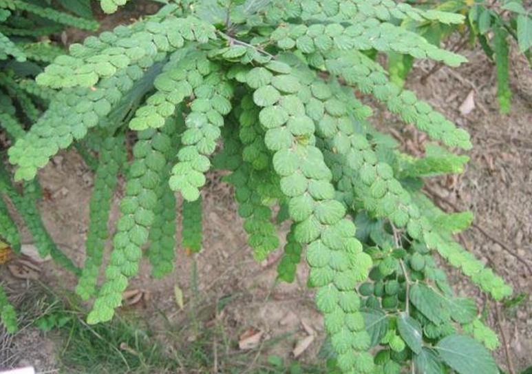排钱树的植物学特点（排钱树分布和生长环境）