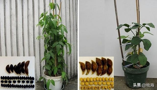 大豆和黄豆一样吗，大豆和黄豆是一个东西吗（泗洪发现的野生大豆）