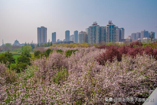 附近看花的地方，深圳最适合去赏花的地方（2023西安及周边赏樱花的地点大全）