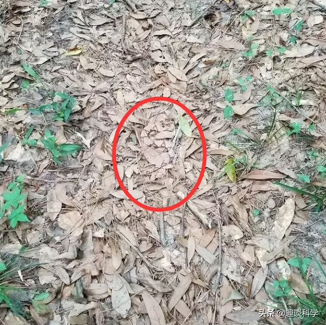 属蛇33岁鬼门关，属蛇2022年婚变（七旬老伯被追咬）