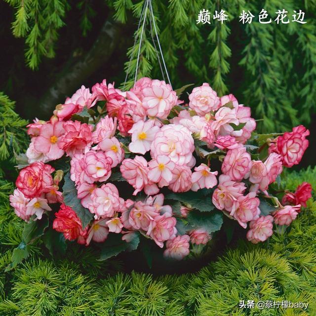 蕾丝边是什么意思，蕾丝边浪漫百分百蕾丝边是什么意思（蕾丝边的海棠花你见过吗）