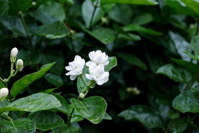 茉莉花可以泡茶吗，茉莉花茶哪个好喝（却不适合“在家”养）