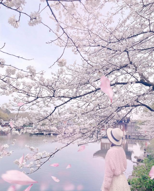 春风不解风情吹动少年的心，春风不解风情吹动少年的心歌词（春风不解风情，吹动了少年的心图片）