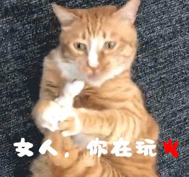 猫唇是什么唇形，猫唇是什么样子的（猫咪舔嘴就是嘴馋）