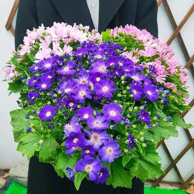 十二月开什么花，一月至十二月每个月开什么花（8种喜欢凉爽的花草）
