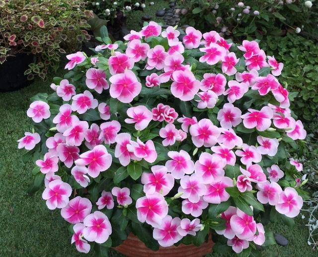 什么花盆栽好养四季开花，7种花很“勤奋”