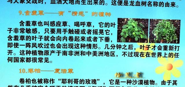 关于含羞草的资料，含羞草的资料介绍（入列世界十大奇异花草之九）