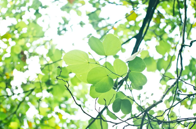 什么葱茏四字词语，关于葱葱茏茏的词语（有关仲夏的古诗词）