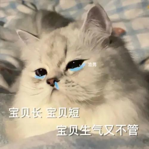 猫猫表情包，猫猫虫表情包（你家里是开幼儿园的吗图片）