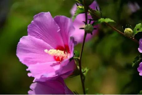 梧桐花的花语和寓意，爱校园——花花世界