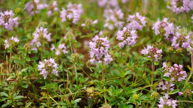人称“百里香”，百里香香料图片