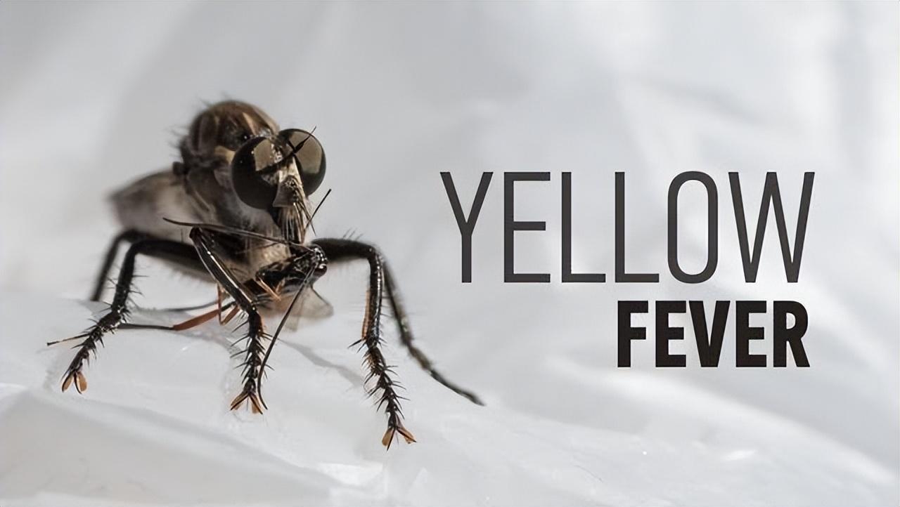 6. 黄热病——肆虐两个世纪