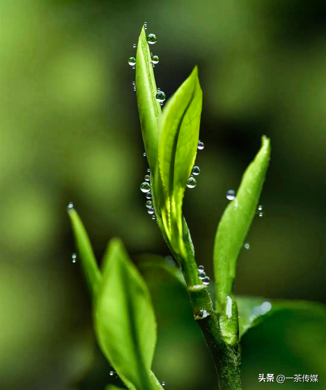 峨眉山竹叶青，竹叶青是如何弯道超车的