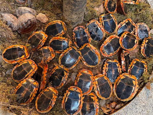 金钱龟，金钱龟什么价格，欢迎探讨（金钱龟的养殖方法和注意事项）