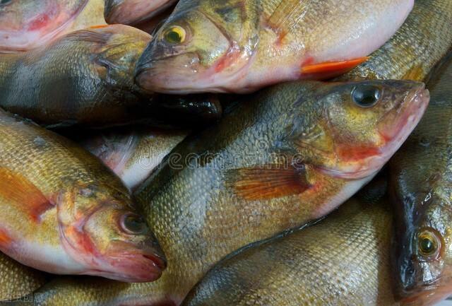 如何区分海鲈鱼和淡水鲈鱼，要分清“河鲈”和“海鲈”