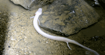 世界上最懒的动物，世界上唯一懒的动物（可7年不吃不喝不运动）