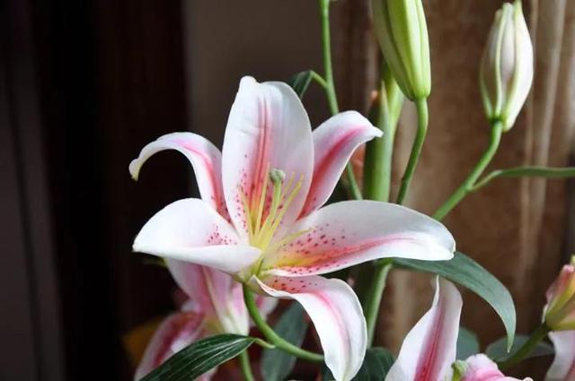 看望病人买什么鲜花，适合送病人的鲜花有哪几种（哪些花代表健康、平安、幸福）