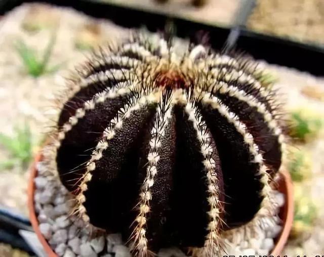 仙人掌开花图片，八种开花勤快的仙人掌植物（40多种罕见的仙人掌开花图）