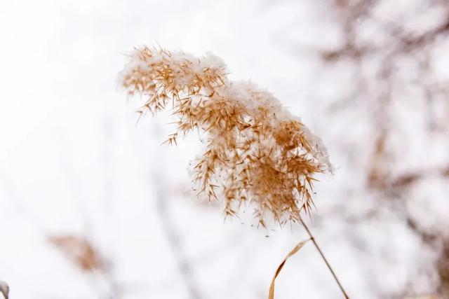 燕山雪花大如席，燕山和雪花（燕山雪花大如席『明月几时有』）