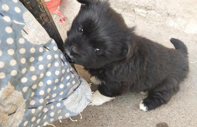 2,"四脚白,戴孝进家宅",四个脚爪白色的狗不能养!早点醒醒吧