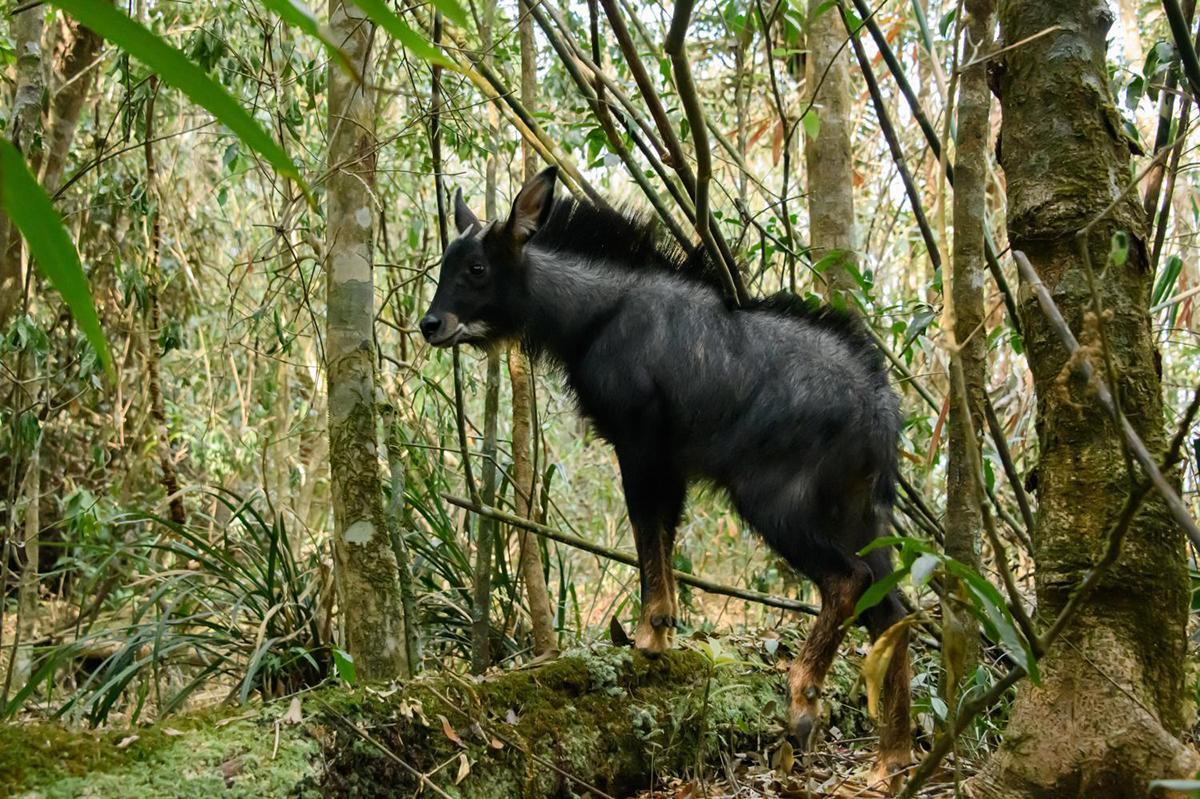 头上有角,脖子长鬃毛,中华鬣羚长相怪异